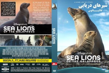 Sea Lions of the Galapagos 2025